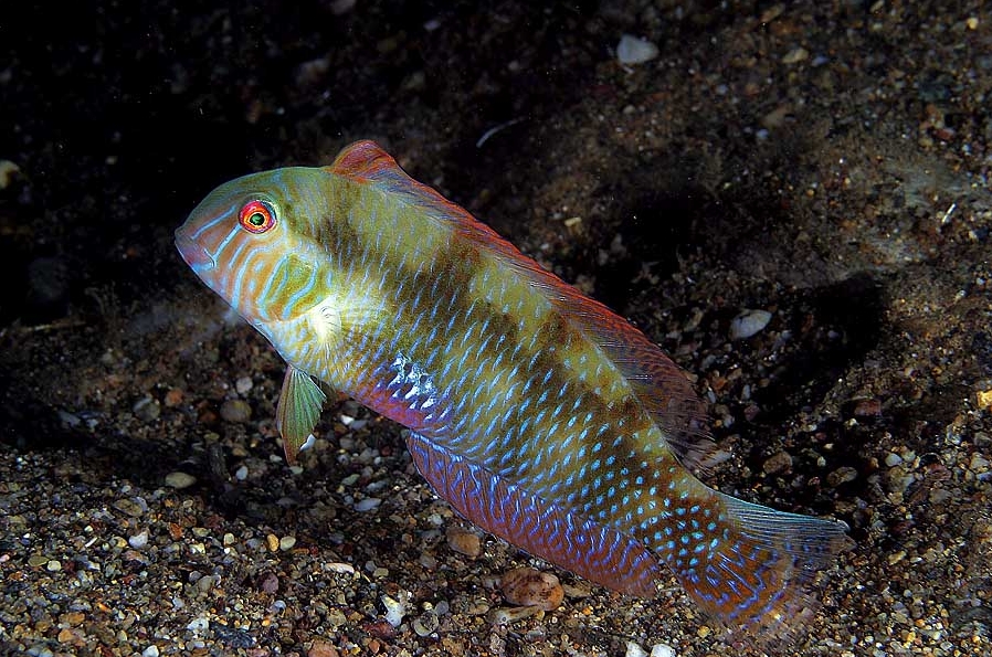 Xyrichtys novacula (Pesce pettine)